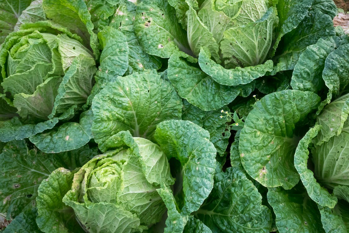 菜檔 (Vegetable Shop) 小紅書/抖音/大眾點評 香港宣傳推廣服務，小紅書/抖音/大眾點評博主/網紅KOL推介推薦，為您的品牌/產品/服務在小紅書/抖音/大眾點評宣傳推廣營銷增加曝光和客源!
