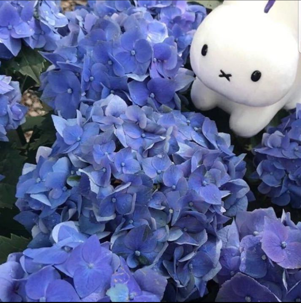 Miffy @ 小紅書/抖音/大眾點評 可選博主/網紅KOL參考